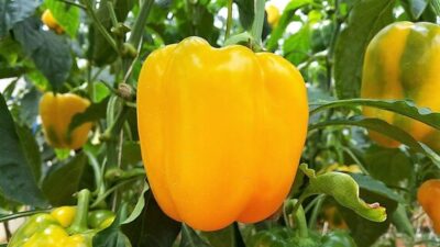 Paprika geel - Poivron jaune - Afbeelding 2