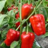 Paprika rood - Poivron rouge - Afbeelding 2