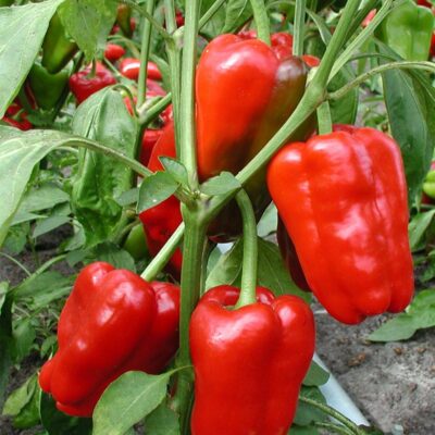 Paprika rood - Poivron rouge - Afbeelding 2