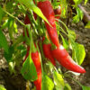 Pepers rood - Piment rouge - Afbeelding 2