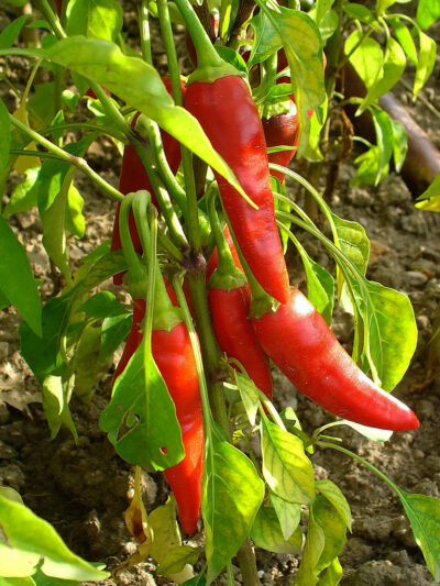 Pepers rood - Piment rouge - Afbeelding 2