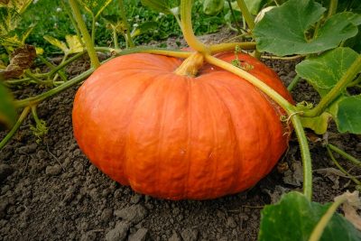 Pompoen oranje - Potiron orange