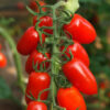 Tomaat amandel - tomate amandel - Afbeelding 2