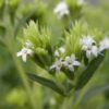 Stevia rebaudiana - suikerplantje - plante sucrée - Afbeelding 2