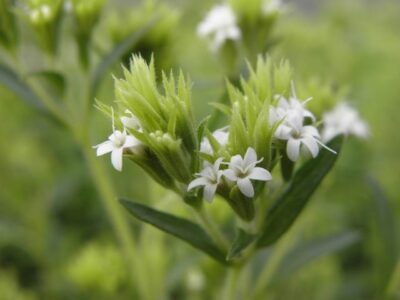 Stevia rebaudiana - suikerplantje - plante sucrée - Afbeelding 2