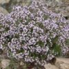 Thymus vulg 'Compactus' - compacte tijm - thym compacte - Afbeelding 2