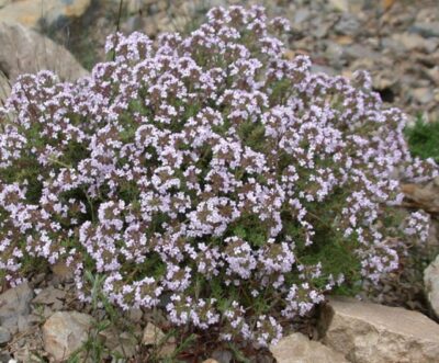 Thymus vulg 'Compactus' - compacte tijm - thym compacte - Afbeelding 2