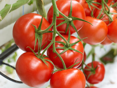 Tomaat tros - tomate a grappes - Afbeelding 2