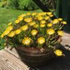 DELOSPERMA/IJSBLOEM YELLOW - Afbeelding 2