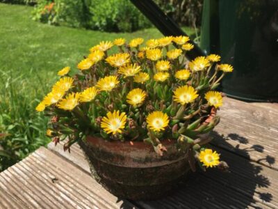 DELOSPERMA/IJSBLOEM YELLOW - Afbeelding 2