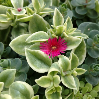 DOROTHEANTHUS 'MEZOO TRAILING RED'/IJSKRUID