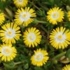 DELOSPERMA/IJSBLOEM YELLOW