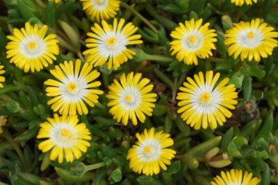 DELOSPERMA/IJSBLOEM YELLOW