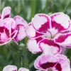 DIANTHUS CARYOPHYLLUS/TUINANJER SUNFLOR CHARMY - Afbeelding 2