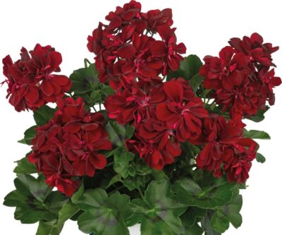 PELTATUM DOUBLET - DUBBEL HANGENDE GERANIUMS - Afbeelding 10