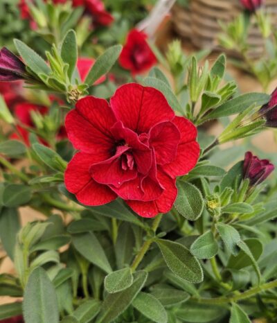 .DOUBLE RED