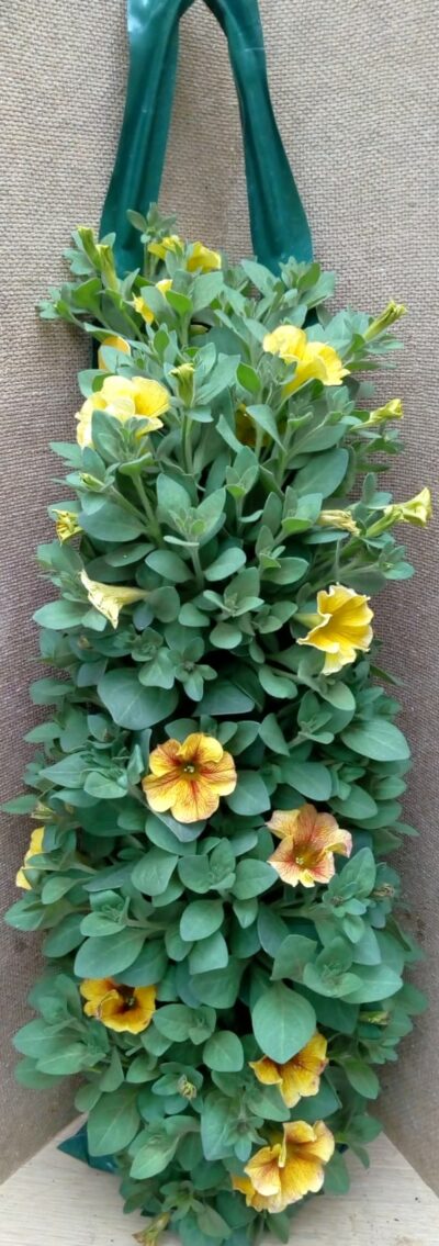 Flower pouch Hangpetunia - Afbeelding 2