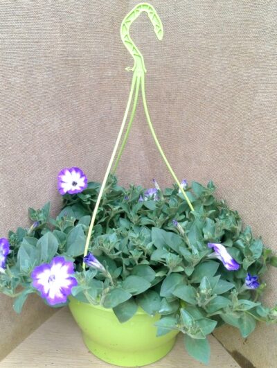 Hangpotten 27cm petunia