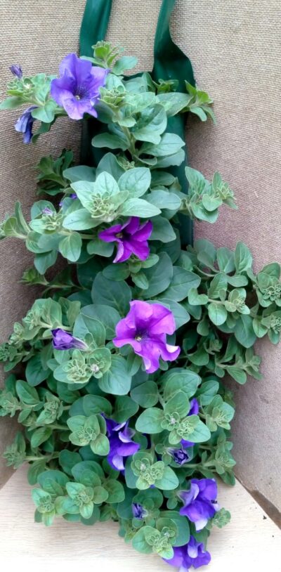Flower pouch Hangpetunia - Afbeelding 3
