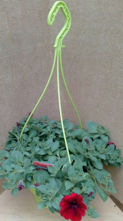 Hangpotten 27cm petunia - Afbeelding 2