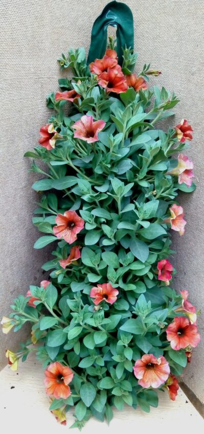 Flower pouch Hangpetunia - Afbeelding 4