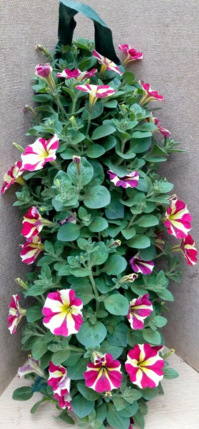Flower pouch Hangpetunia