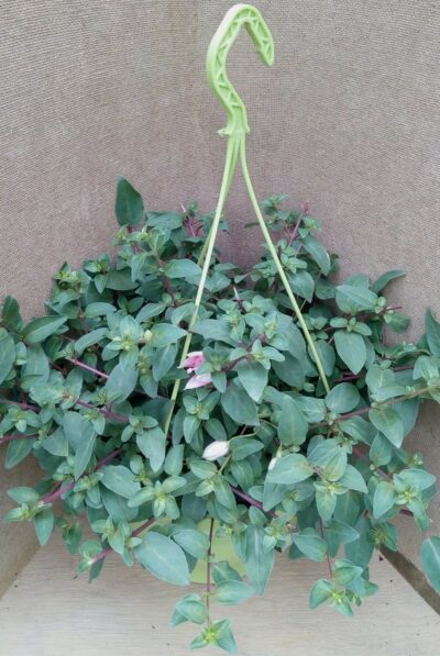 Hangpot 27cm fuchia's