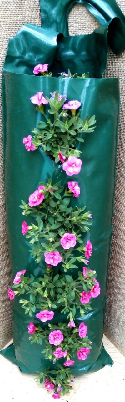 Flower pouch mini petunia