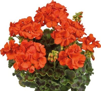 ZONALE SMART PATRICIA ORANGE