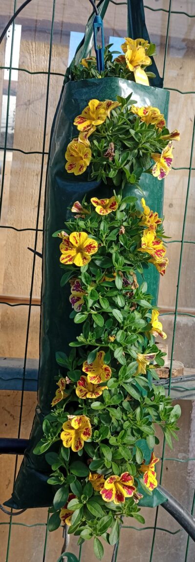 Flower pouch mini petunia - Afbeelding 2