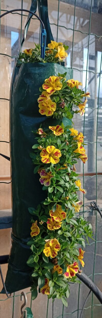 Flower pouch mini petunia - Afbeelding 3
