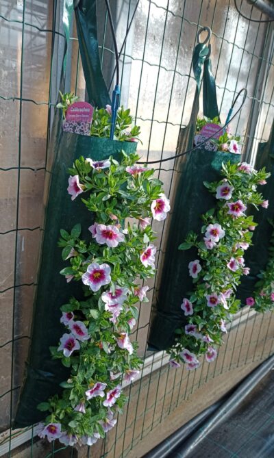 Flower pouch mini petunia