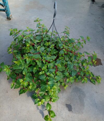 Hangpot 27cm fuchia's