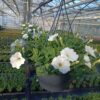 Hangpotten 27cm petunia - Afbeelding 2