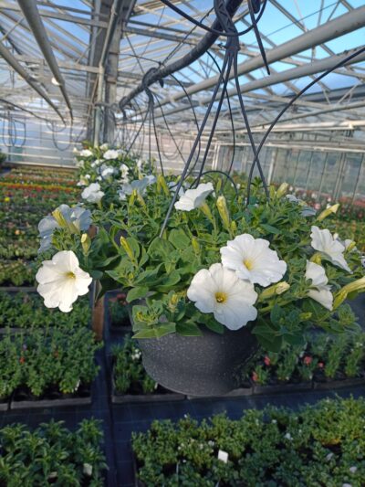 Hangpotten 27cm petunia - Afbeelding 2
