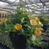 Hangpot 27cm mix - Afbeelding 2