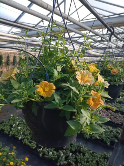 Hangpot 27cm mix - Afbeelding 2