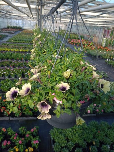 Hangpot 27cm mix