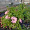 Hangpotten 27cm petunia - Afbeelding 3