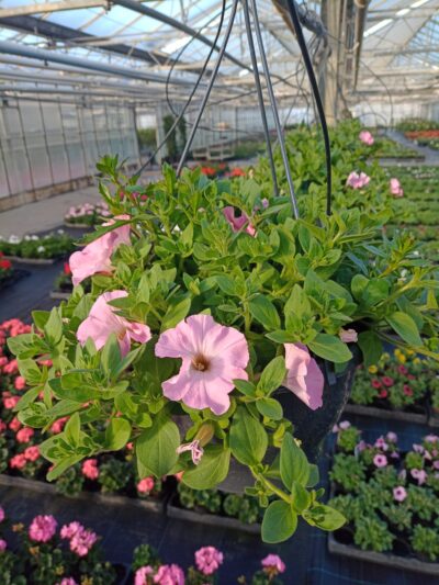 Hangpotten 27cm petunia - Afbeelding 3