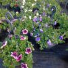 Hangpot 27cm mix - Afbeelding 3