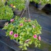 Hangpotten 27cm petunia - Afbeelding 4