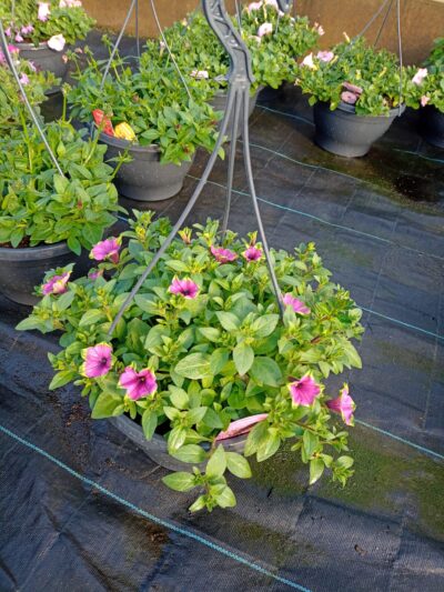 Hangpotten 27cm petunia - Afbeelding 4
