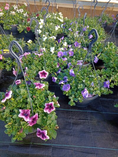 Hangpot 27cm mix - Afbeelding 3