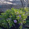 Hangpot 27cm minipetunia