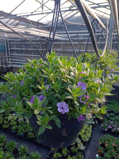Hangpot 27cm minipetunia