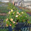 Hangpot 27cm minipetunia - Afbeelding 2