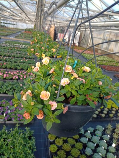 Hangpot 27cm minipetunia - Afbeelding 2