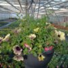 Hangpot 27cm mix - Afbeelding 4