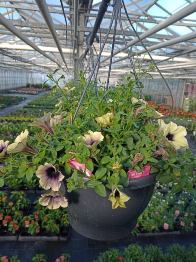 Hangpot 27cm mix - Afbeelding 4